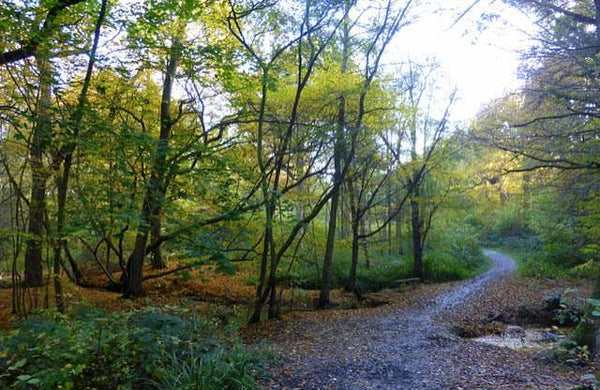 Blean Woods National Nature Reserve - Craft & Walk